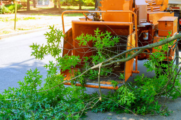 Best Root Management and Removal  in West Ishpeng, MI