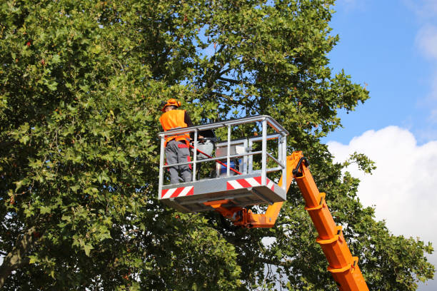 Best Utility Line Clearance  in West Ishpeng, MI